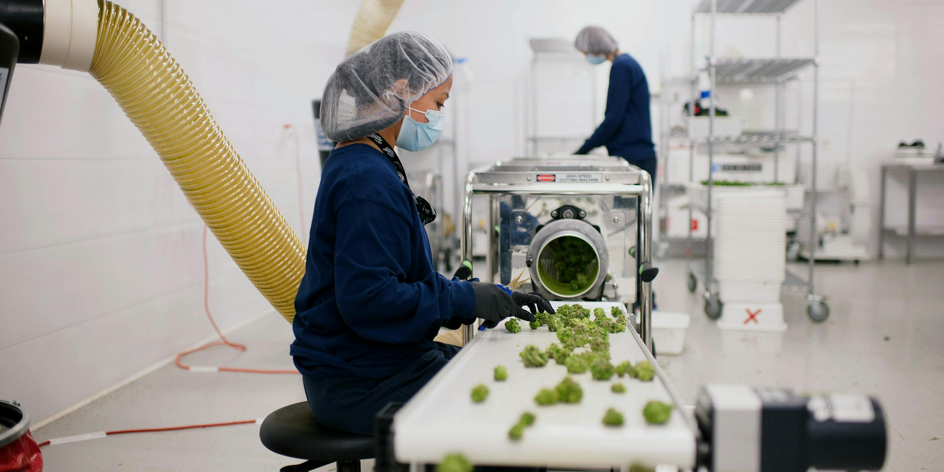 lAB TESTING MEDICAL MARIJUANA