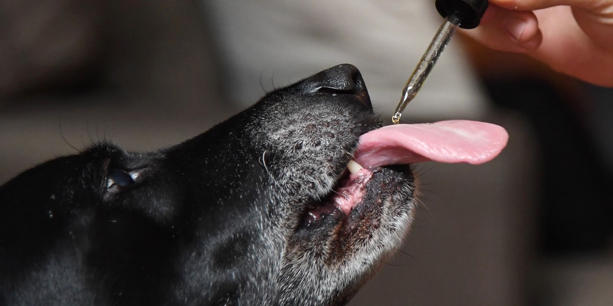 We Asked a Veterinarian: What's the Deal with CBD for Dogs? | Herb