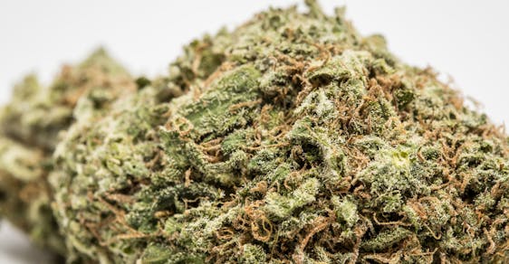 Ice Cream Weed; Ice Cream Cannabis Strain; Ice Cream Hybrid Marijuana Strain