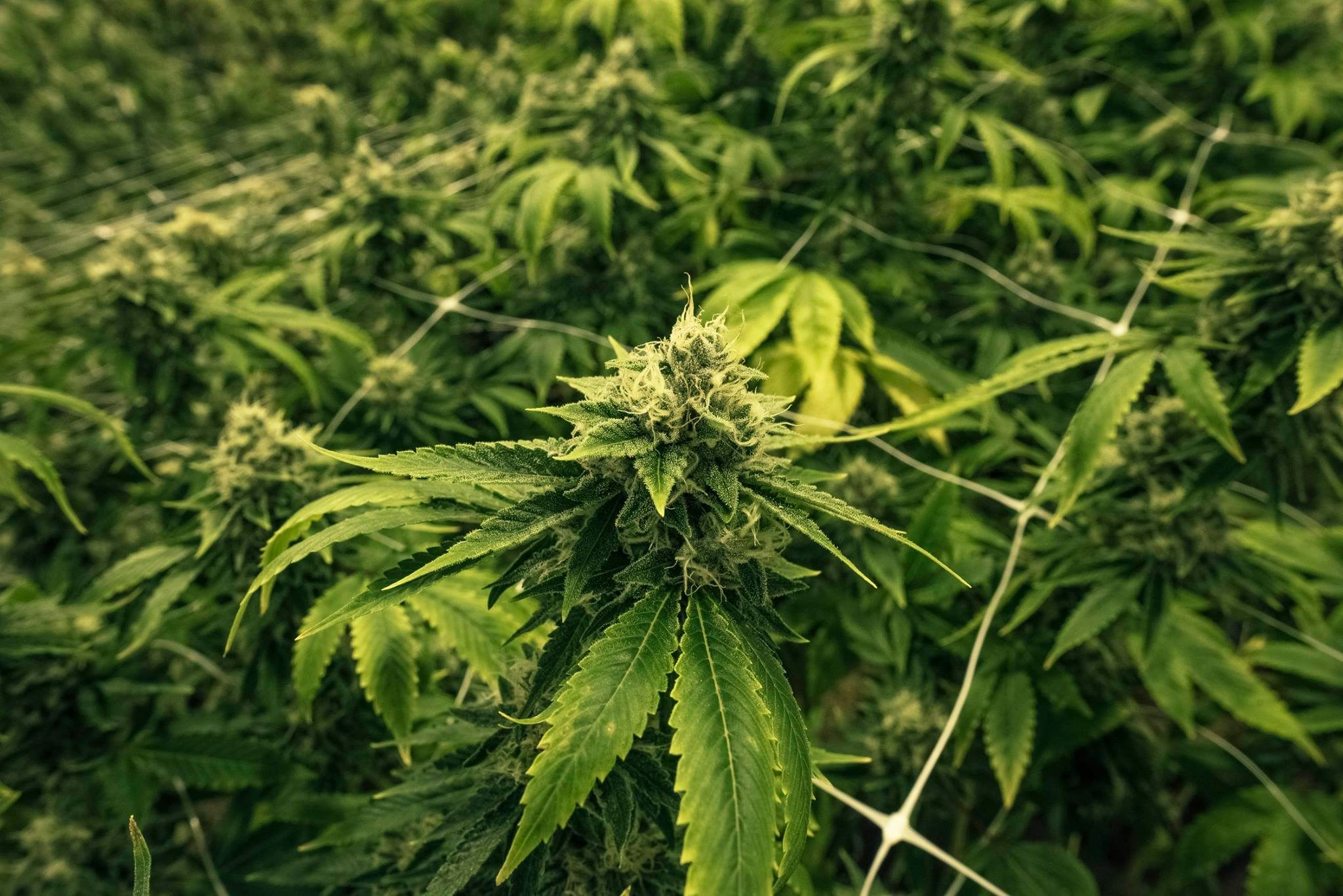 Native Roots Dispensary4 Four percent of Denvers energy is going towards growing weed