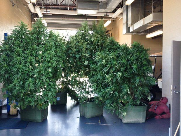 18610376 mmmain Alabama man gets 3 years in prison for growing 7 pot plants in his backyard