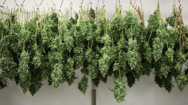 marijuana herb