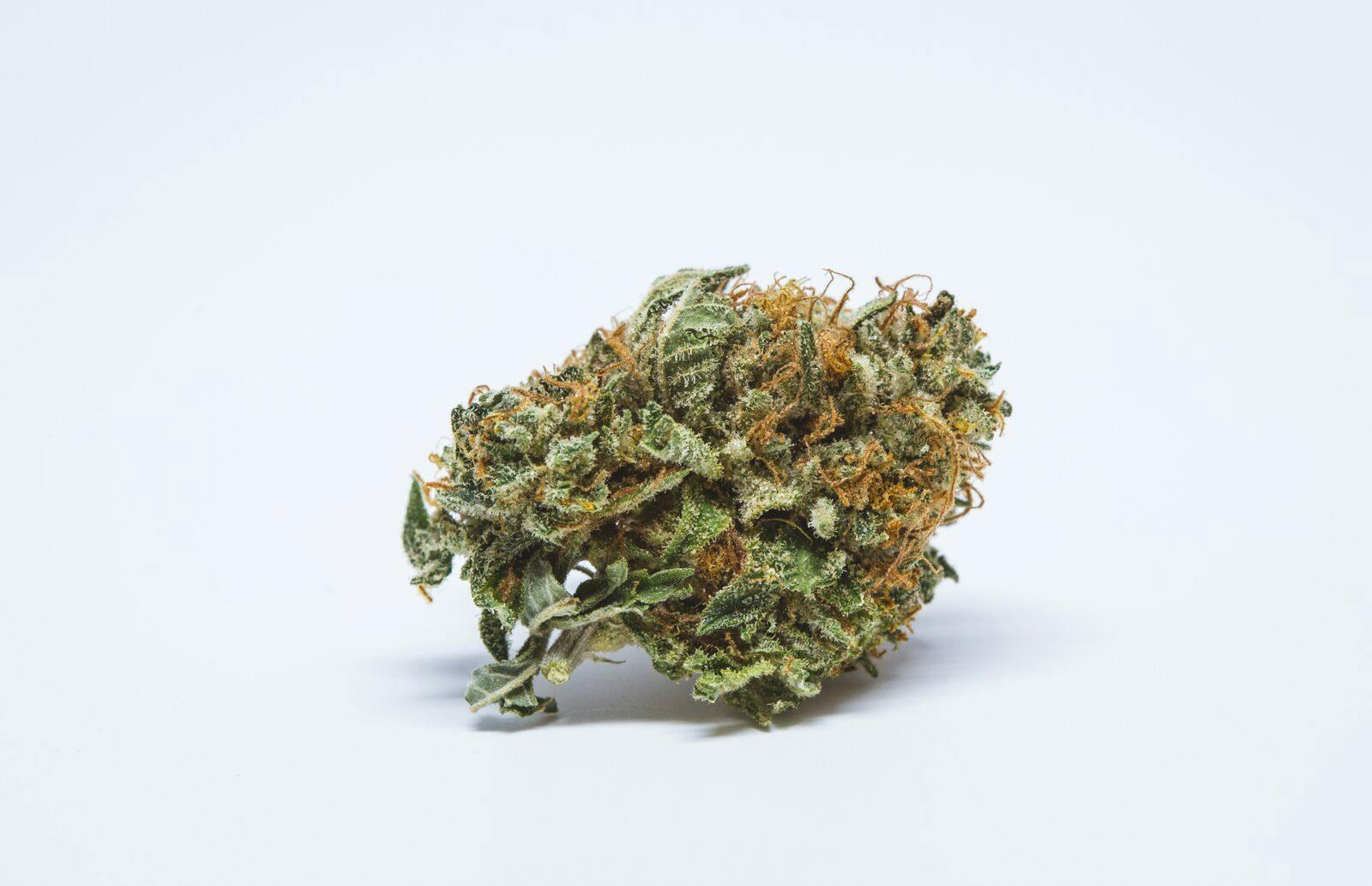 BC Big Bud Weed; BC Big Bud Cannabis Strain; BC Big Bud Hybrid Marijuana Strain