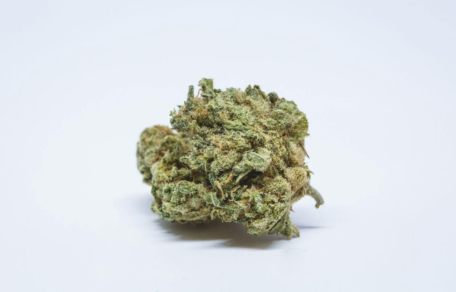 Bio-Diesel Weed; Bio-Diesel Cannabis Strain; Bio-Diesel Hybrid Marijuana Strain