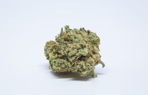 Bio-Diesel Marijuana Strain