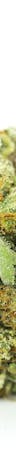 Black Tuna Weed; Black Tuna Cannabis Strain; Black Tuna Hybrid Marijuana Strain