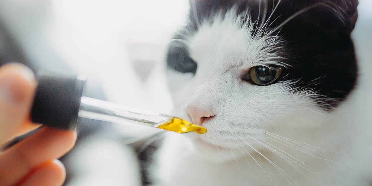 How Can CBD Help My Cat? Everything You Need to Know About CBD for Cats - Herb