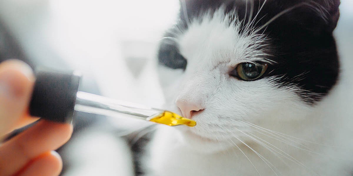 CBD Oil for Cats: How It Can Make Your Pet's Life Better - Paw CBD - Paw CBD  Blog