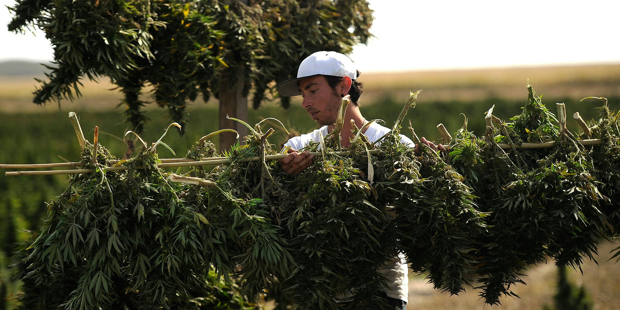 A Government Reports Finds There Are Health Risks To Cannabis Cultivation