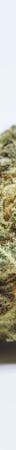 Dairy Queen Weed; Dairy Queen Cannabis Strain; Dairy Queen Hybrid Marijuana Strain
