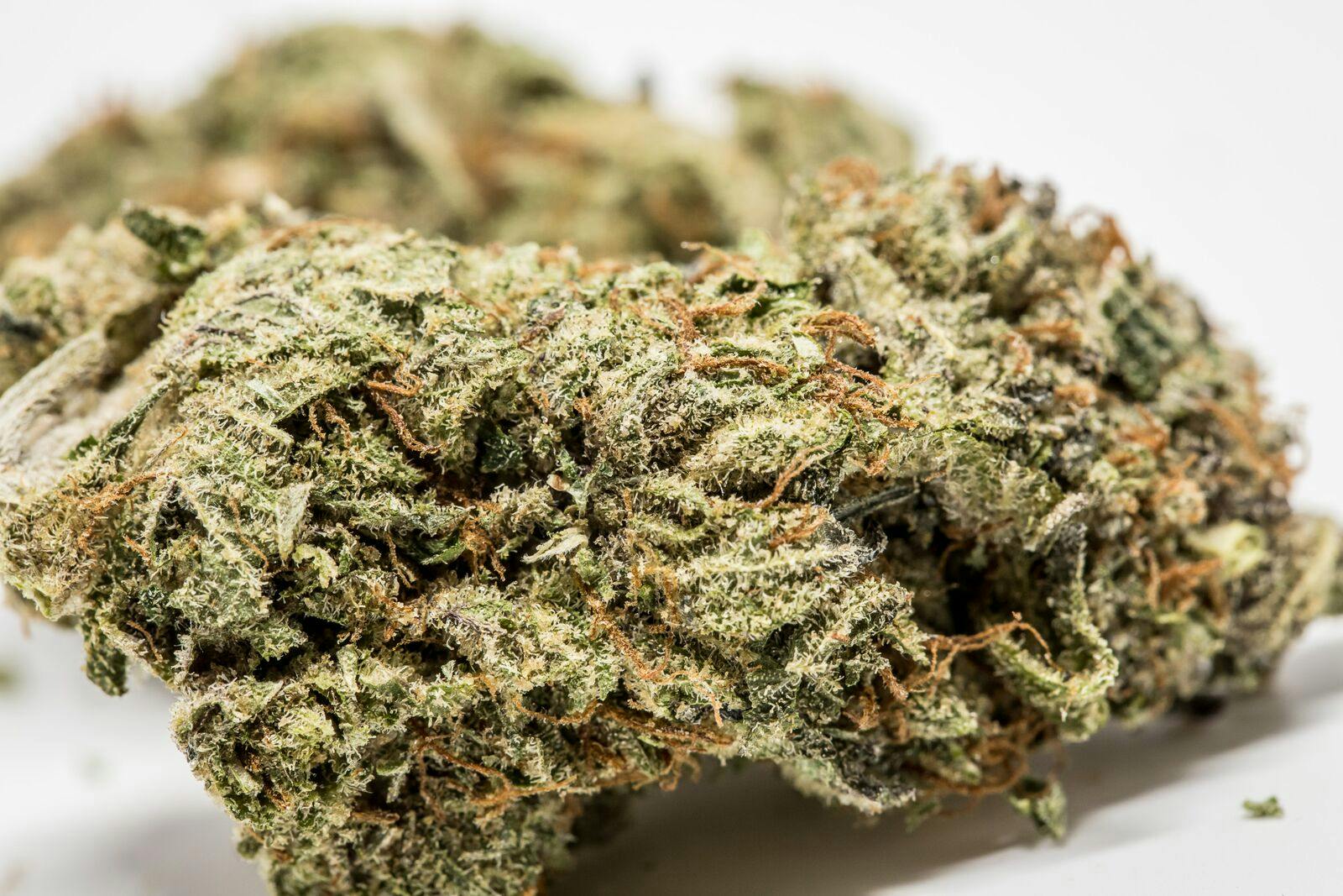 GG5 Strain of Marijuana | Weed | Cannabis | Herb | Herb
