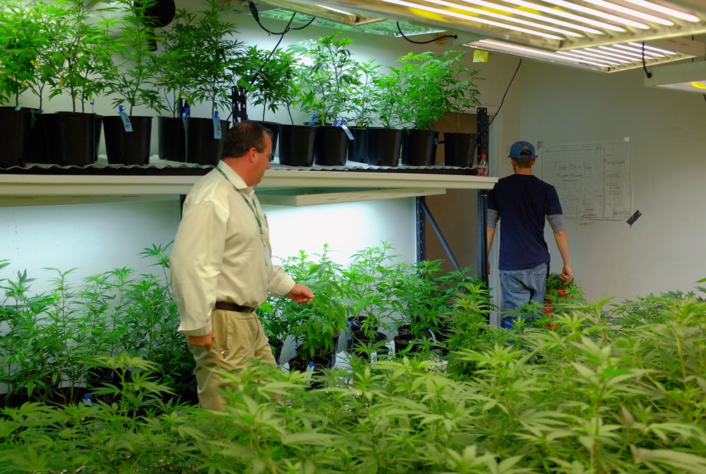 GettyImages 468729130 How to store your marijuana for maximum flavor and potency