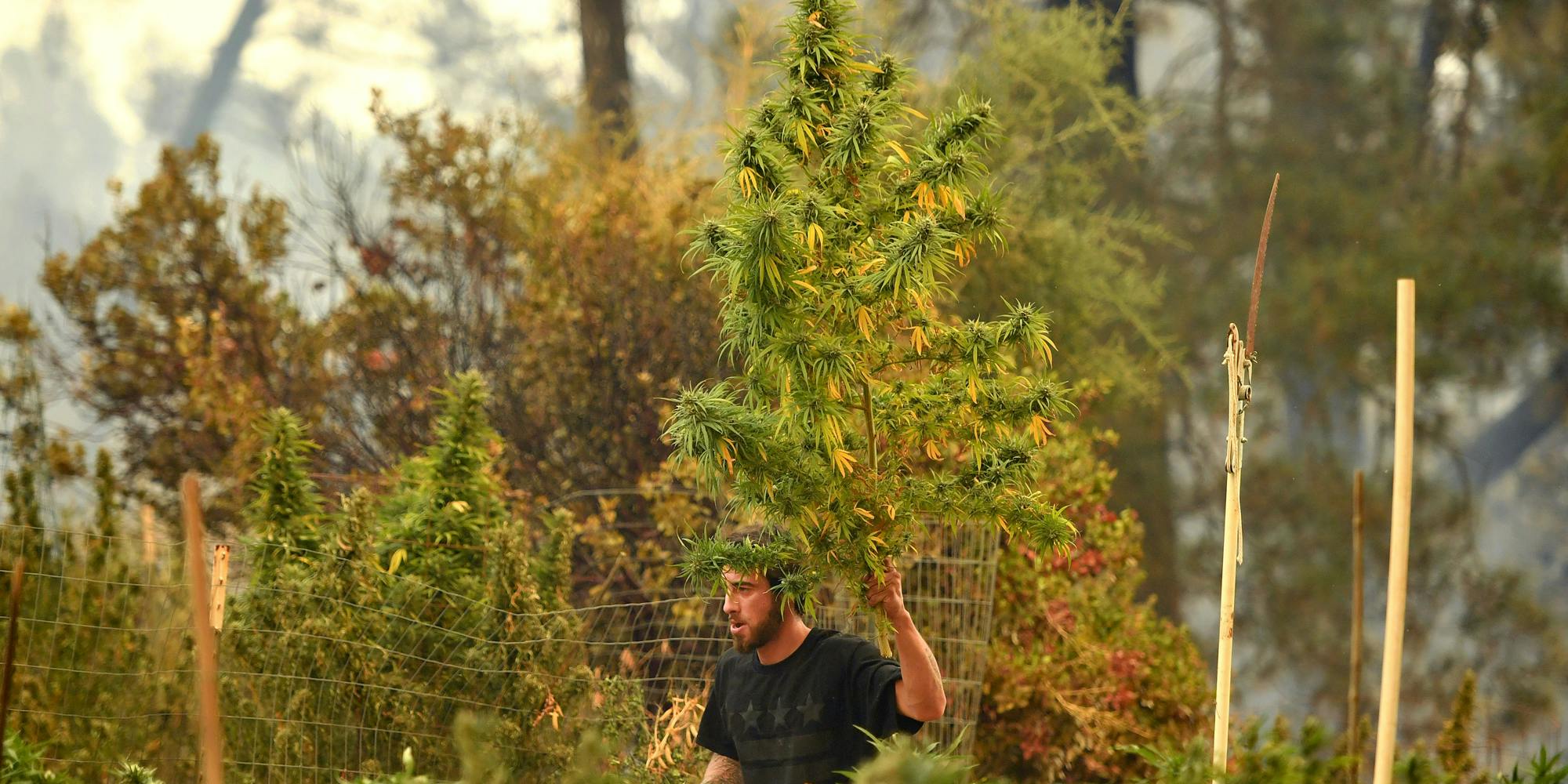 California's Marijuana Regulations Leave Behind Generations Of Humboldt Family Farms