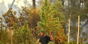 California’s legal market leaves behind generations of family cannabis farms