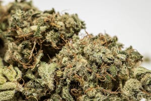 Pandora’s Box Marijuana Strain