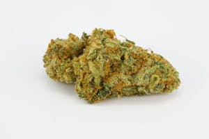 Shark Shock Marijuana Strain