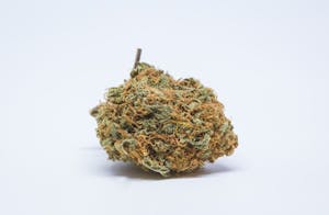 Sour Cheese Marijuana Strain