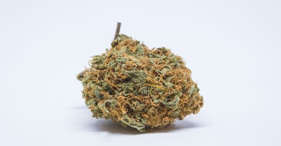 Sweet Cheese Weed; Sweet Cheese Cannabis Strain; Sweet Cheese Sativa Marijuana Strain