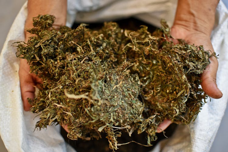 This is the Cheapest Weed in the World3 Where You Can Find the Cheapest Weed in the World