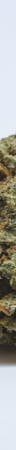 Tora Bora Weed; Tora Bora Cannabis Strain; Tora Bora Indica Marijuana Strain