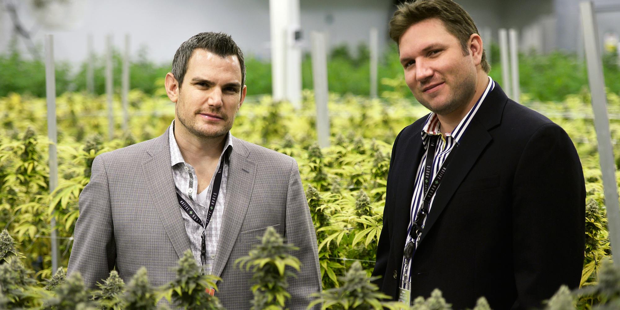 Harvard Study Finds Liberal Cannabis Policies Fuel Innovation