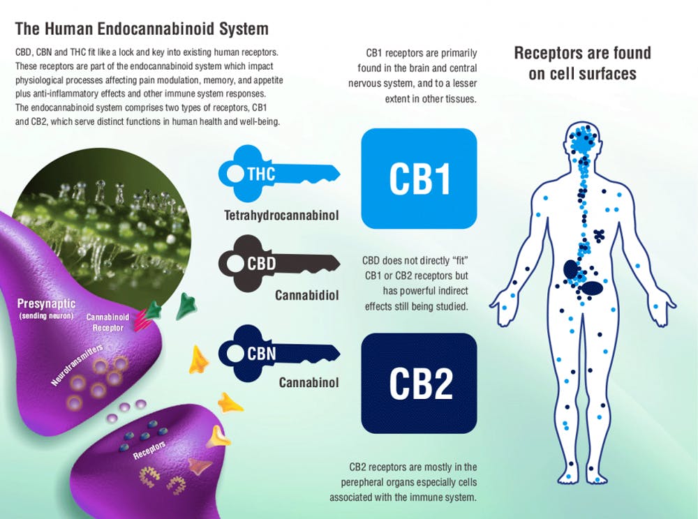 endocannabinoid system cbd cannabidiol 1041x800 How to use CBD Oil to stop migraines and headaches