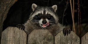 Raccoon taken to a fire station after it ate too much weed