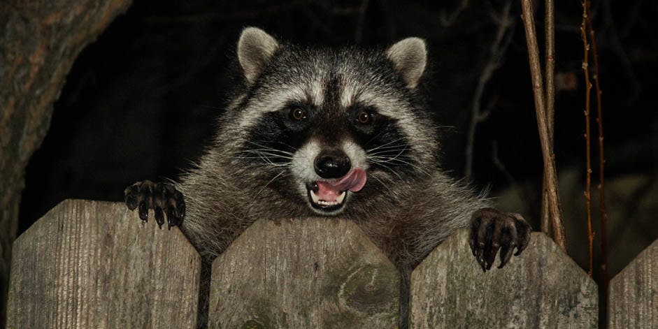 Raccoon Taken To A Fire Station After It Ate Too Much Weed