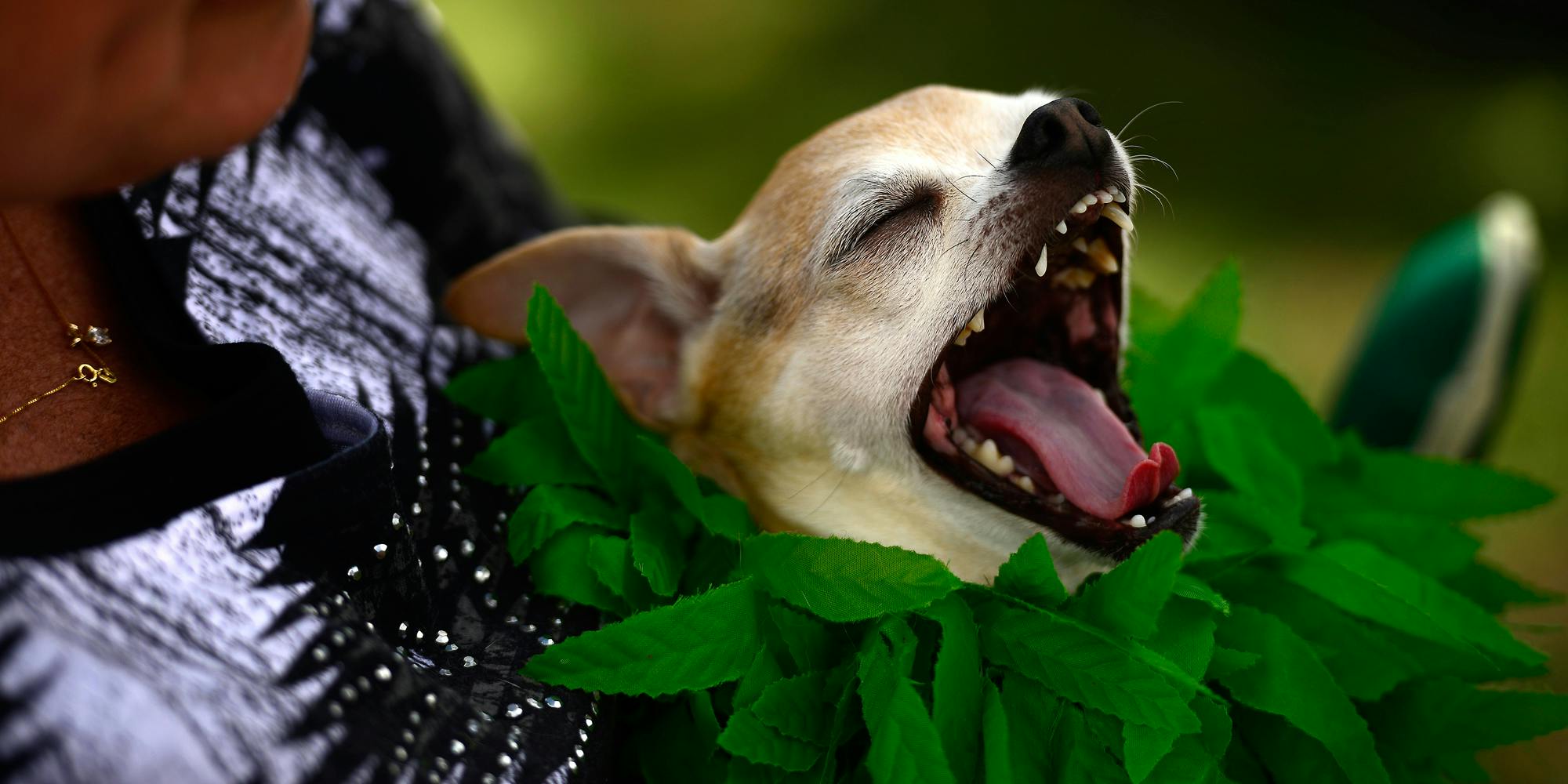 New York Considers Legalizing Marijuana For Pets