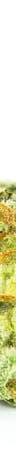 Citrus Sap Weed; Citrus Sap Cannabis Strain; Citrus Sap Hybrid Marijuana Strain
