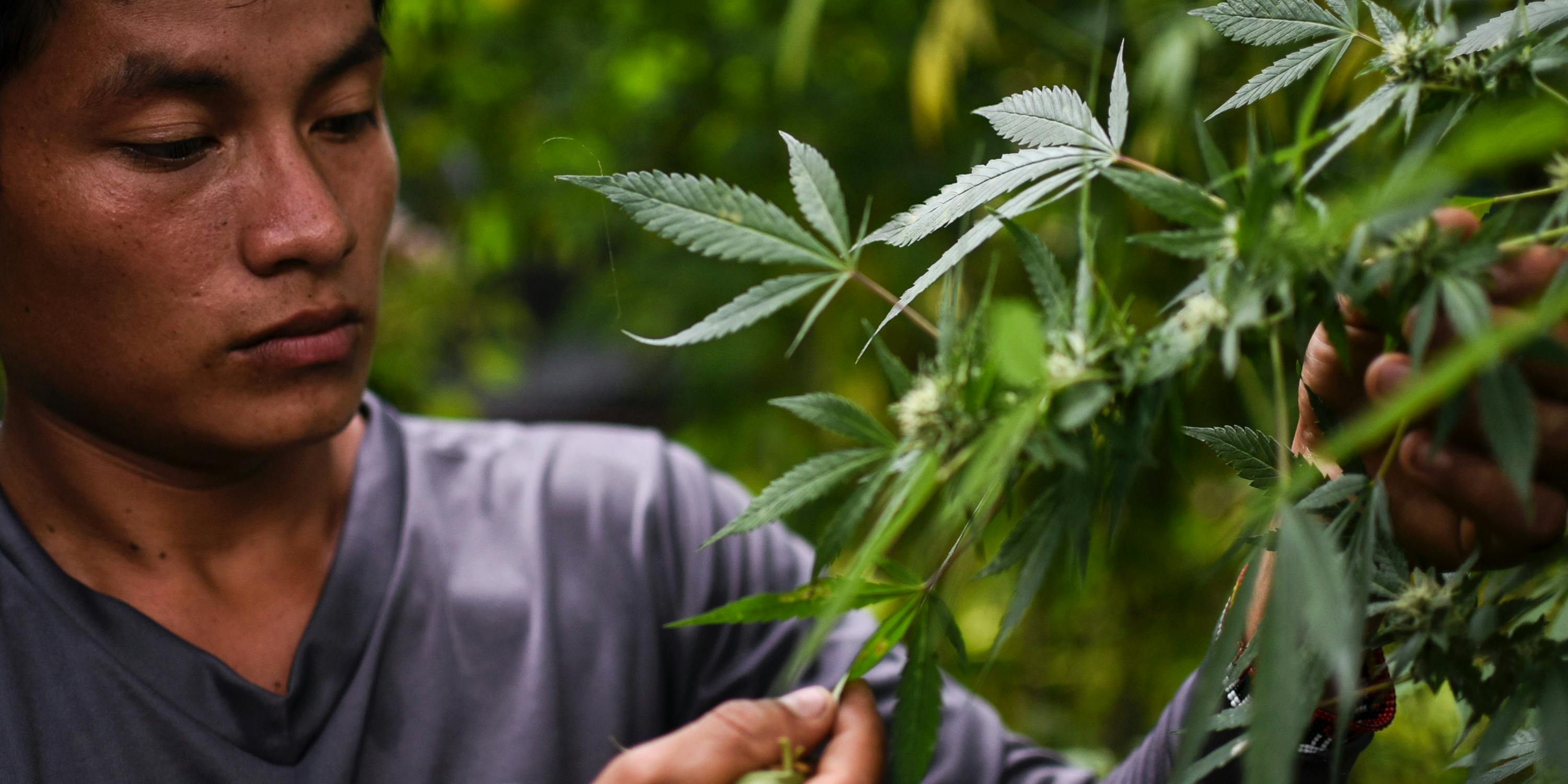 Colombia may soon become a world supplier of medical marijuana