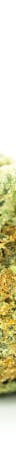 Golden Ticket Weed; Golden Ticket Cannabis Strain; Golden Ticket Hybrid Marijuana Strain
