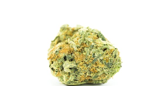 Golden Ticket Weed; Golden Ticket Cannabis Strain; Golden Ticket Hybrid Marijuana Strain