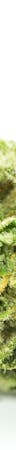 Kraken Weed; Kraken Cannabis Strain; Kraken Indica Marijuana Strain