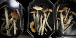 Will psychedelics go corporate like cannabis?