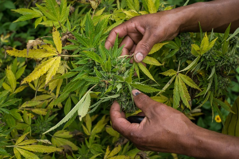 Nicolas Enriquez Marijuana 23 FDA menerima petisi untuk melarang gula selain ganja, LSD, dan heroin