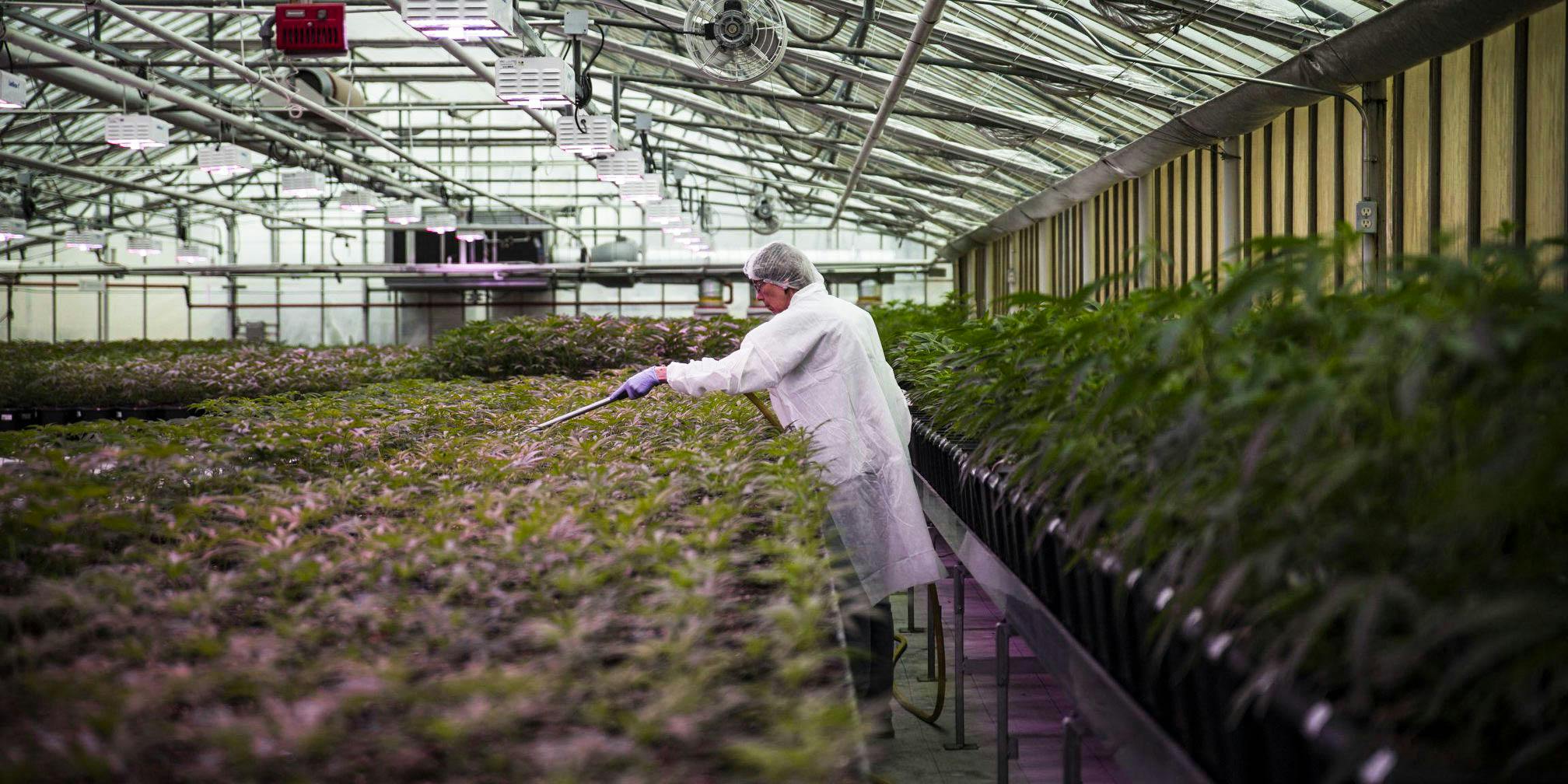 Man working in a marijuana grow-op (Americas largest liquor distributor, Southern Glazer's, just entered the Canadian weed market)