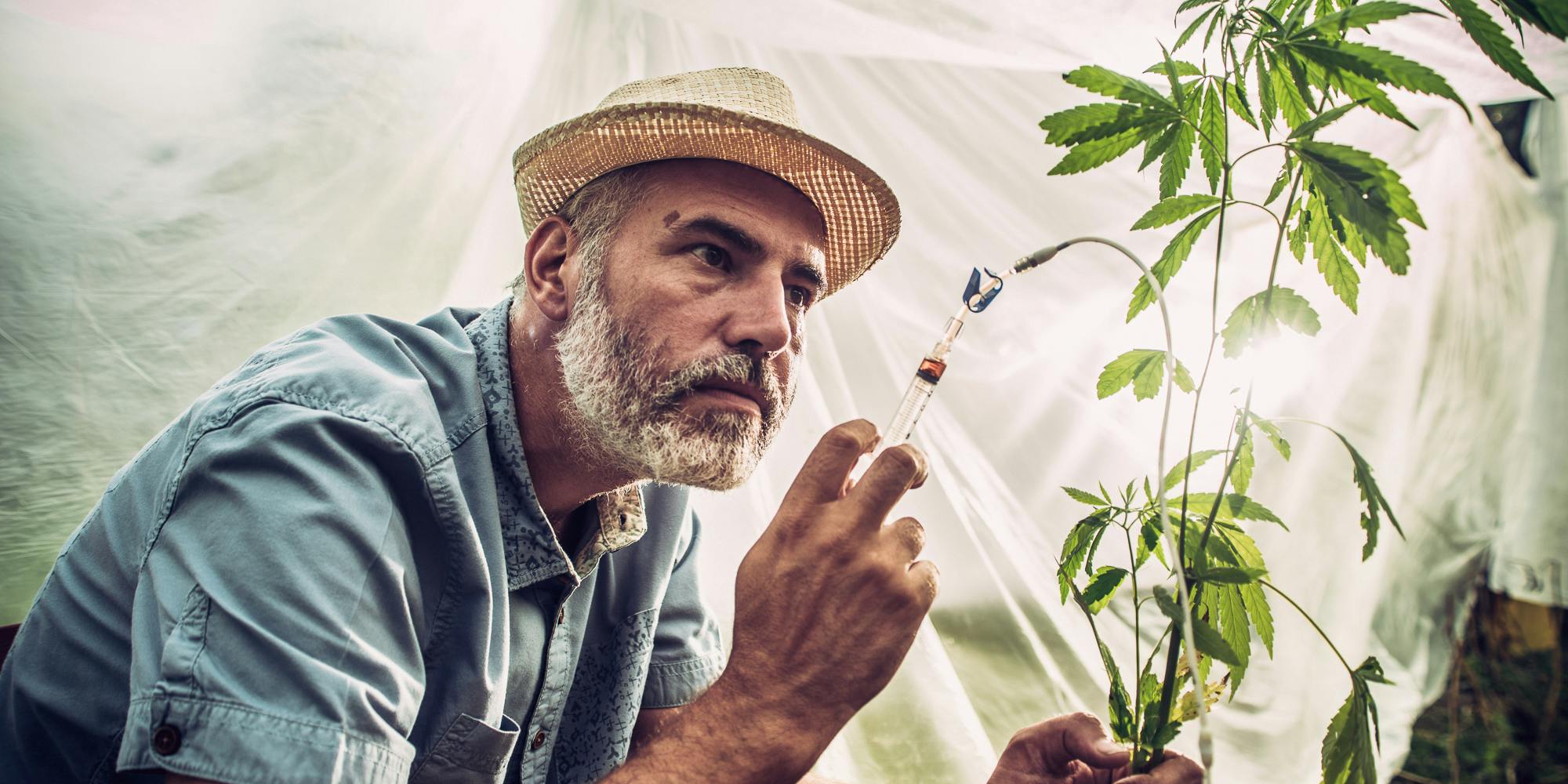 Portrait of Cannabis farmer apply chemical modification to plant. The question many are asking is are weed strain names legit?