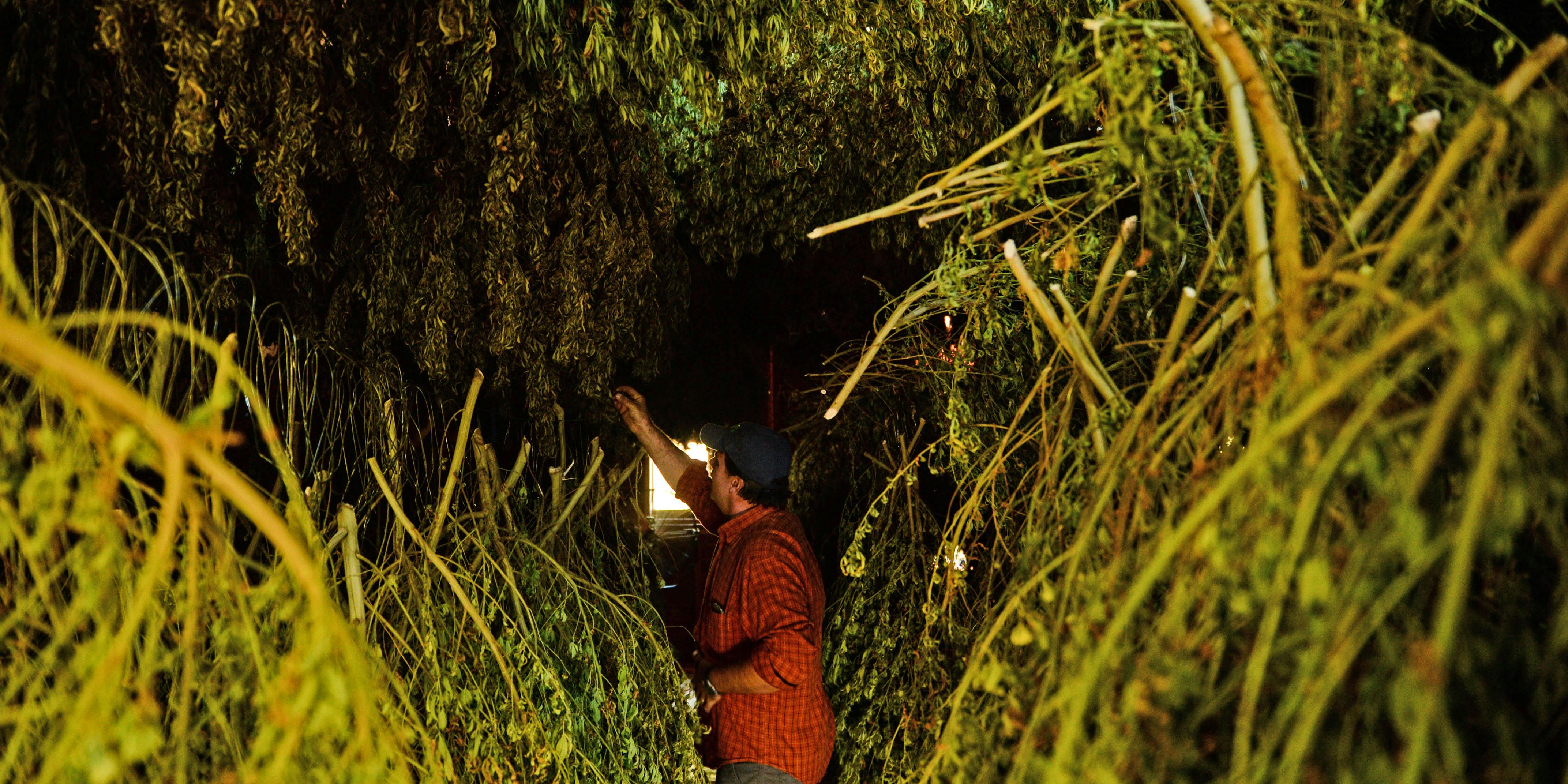 Man reaching for a hemp plant drying from the ceiling