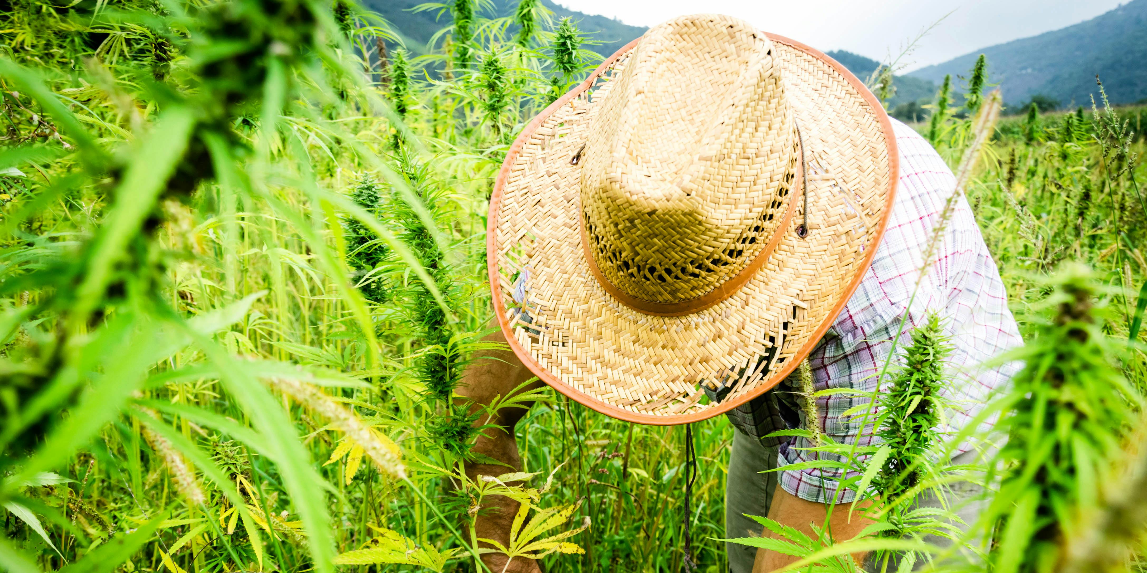 Reckless Rancher, David Meyer, Becomes One Of Two Cannabis Cultivators In North Dakota