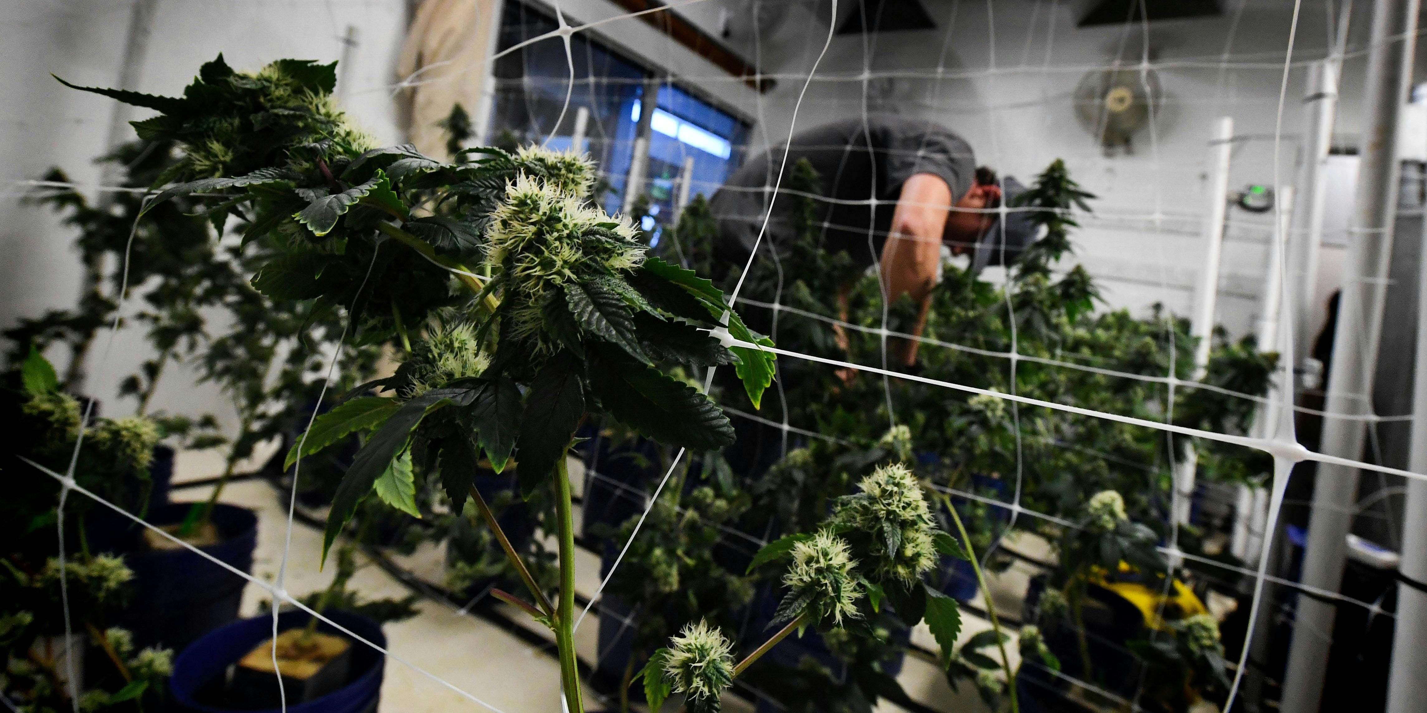 A worker tends to cannabis plants growing at the Perennial Holistic Wellness Center, a medicinal marijuana dispensary in Los Angeles, California, on March 24, 2017. (Photo by MARK RALSTON/AFP via Getty Images)