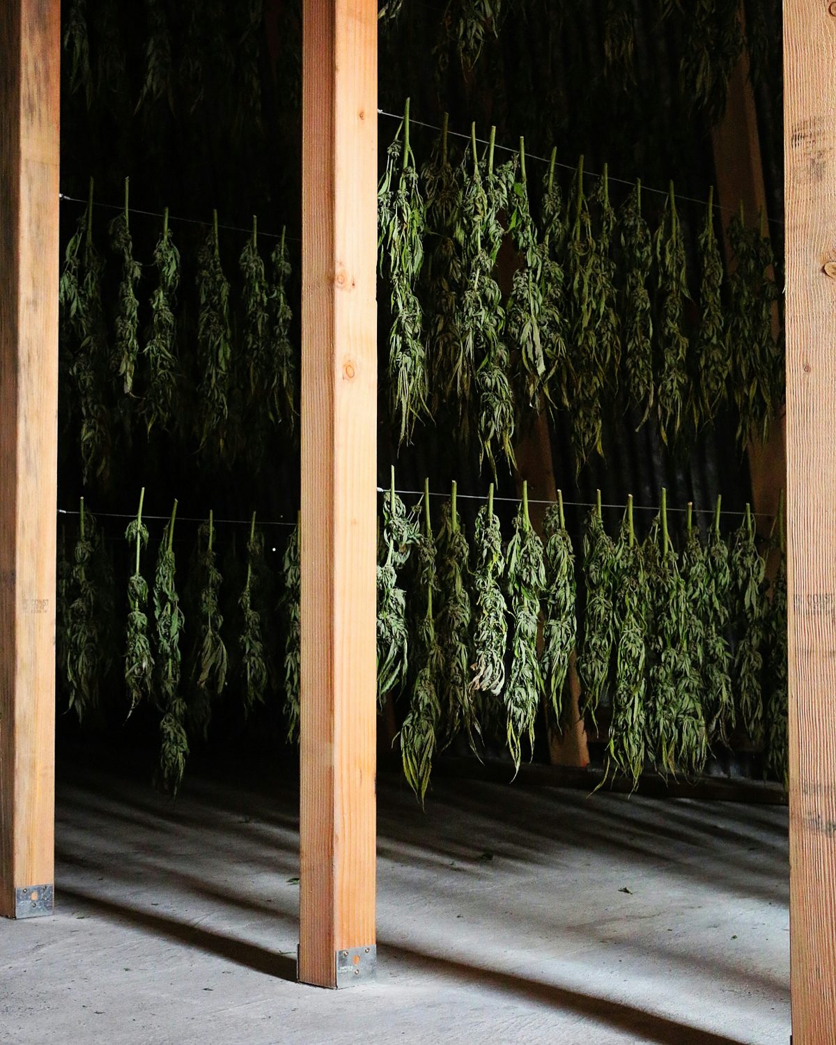 IMG 1086 Study Confirms That Alcohol And Tobacco Are Way More Dangerous Than Cannabis