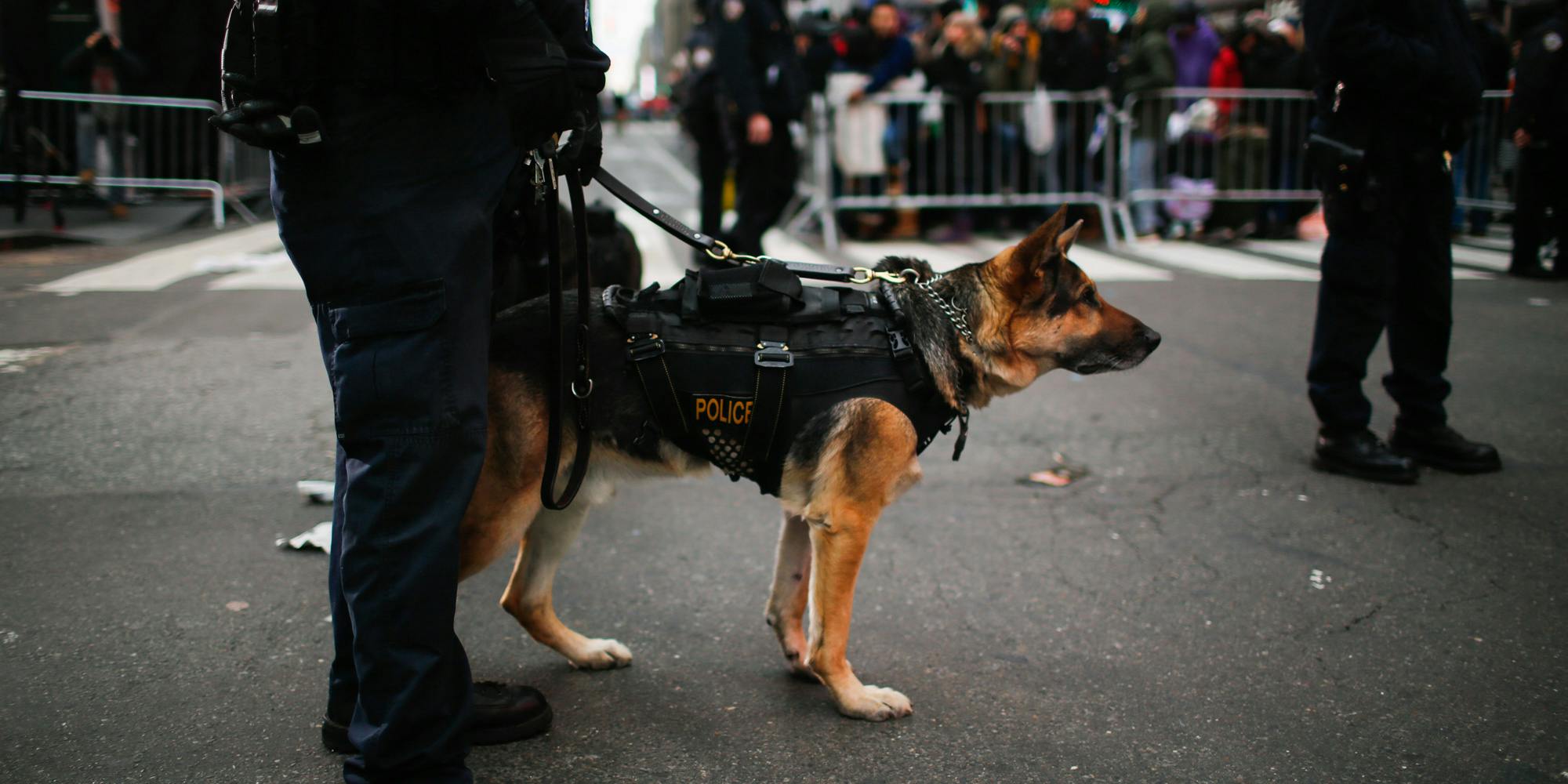 Illinois Cops Claim If Weed Is Legalized, They'll Have To Kill Their Police Dogs