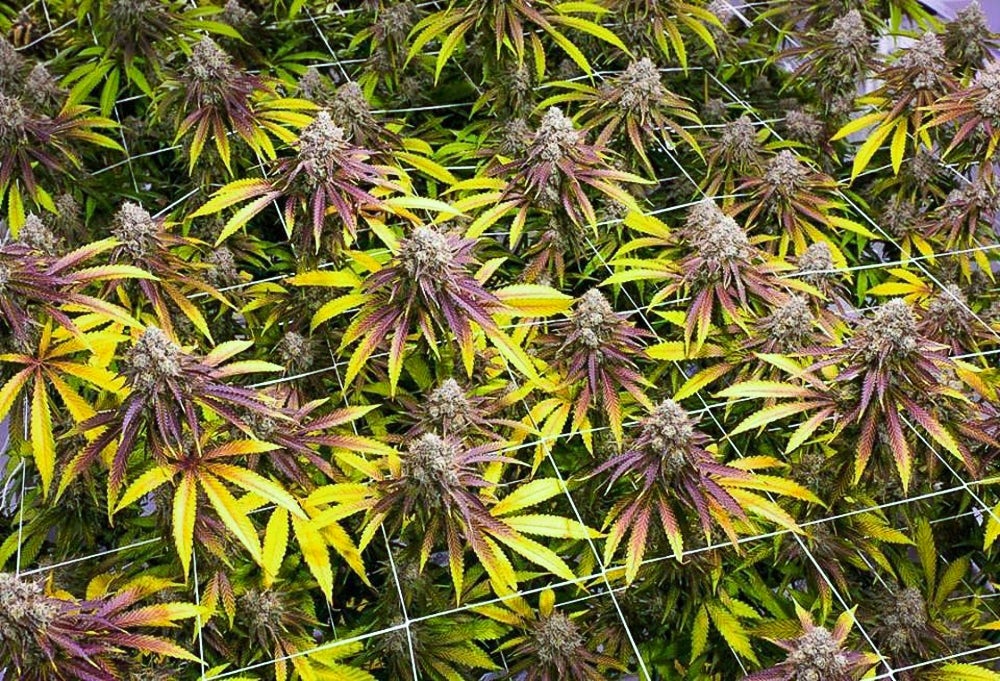 Ohios Medical Marijuana Could Be Delayed Over Discarded Notes 2 Study Confirms That Alcohol And Tobacco Are Way More Dangerous Than Cannabis