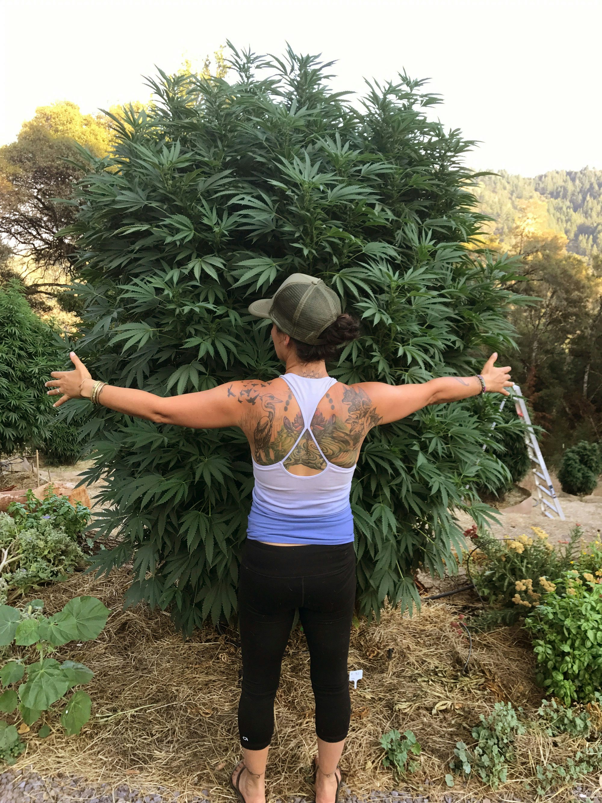 What Its Like To Be Married To A Cannabis Farmer In Humboldt 2 Study Confirms That Alcohol And Tobacco Are Way More Dangerous Than Cannabis