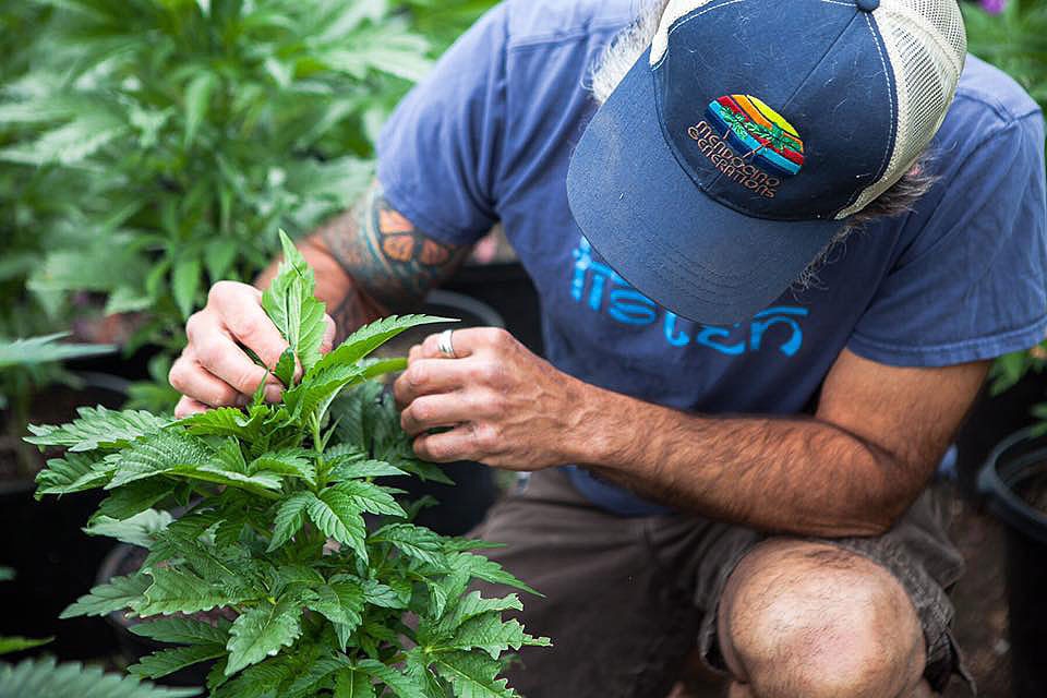 What Its Like To Be Married To A Cannabis Farmer In Humboldt 8 Study Confirms That Alcohol And Tobacco Are Way More Dangerous Than Cannabis