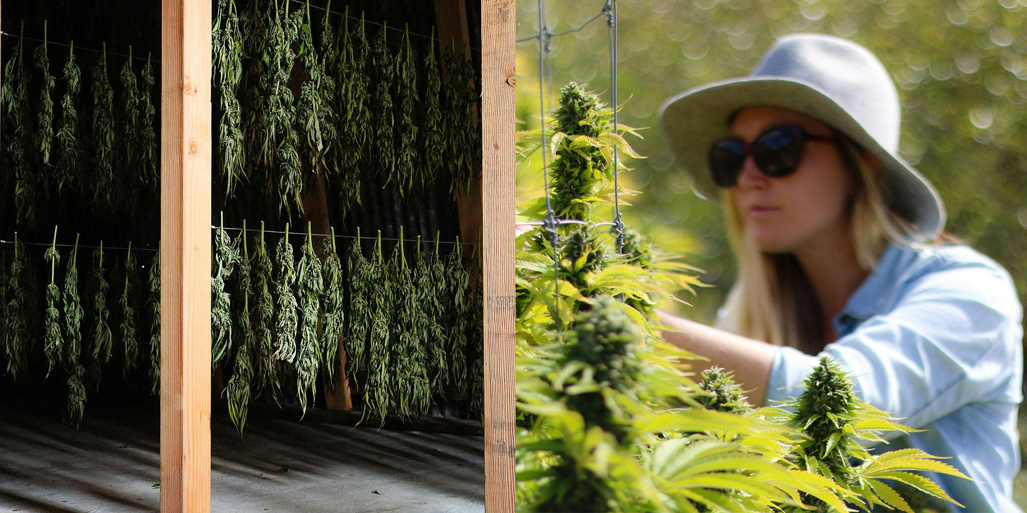 Woman tending to Cannabis plants in Humboldt, California