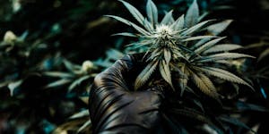 Canadian Cultivator Aphria Bets On A Future African Cannabis Market