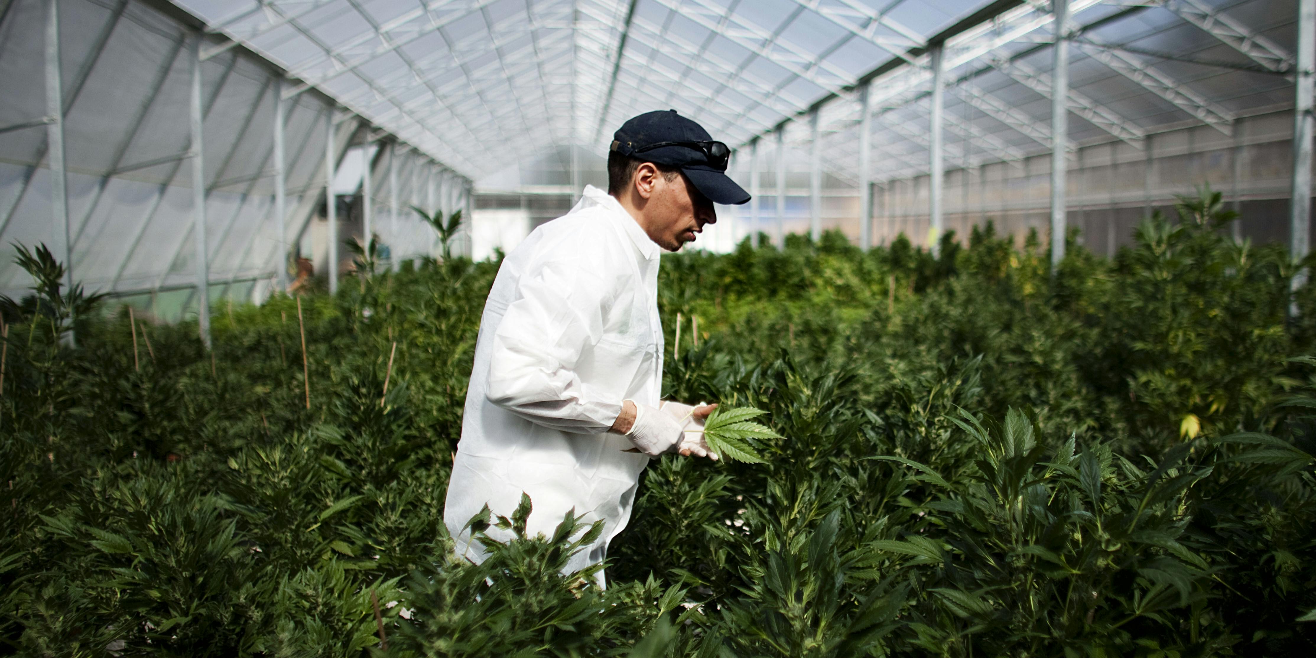 SAFED, ISRAEL - MARCH 07: A worker at a cannabis greenhouse at the cultivation facility of the Tikun Olam company on March 7, 2011 near the northern city of Safed, Israel. (Photo by Uriel Sinai/Getty Images)