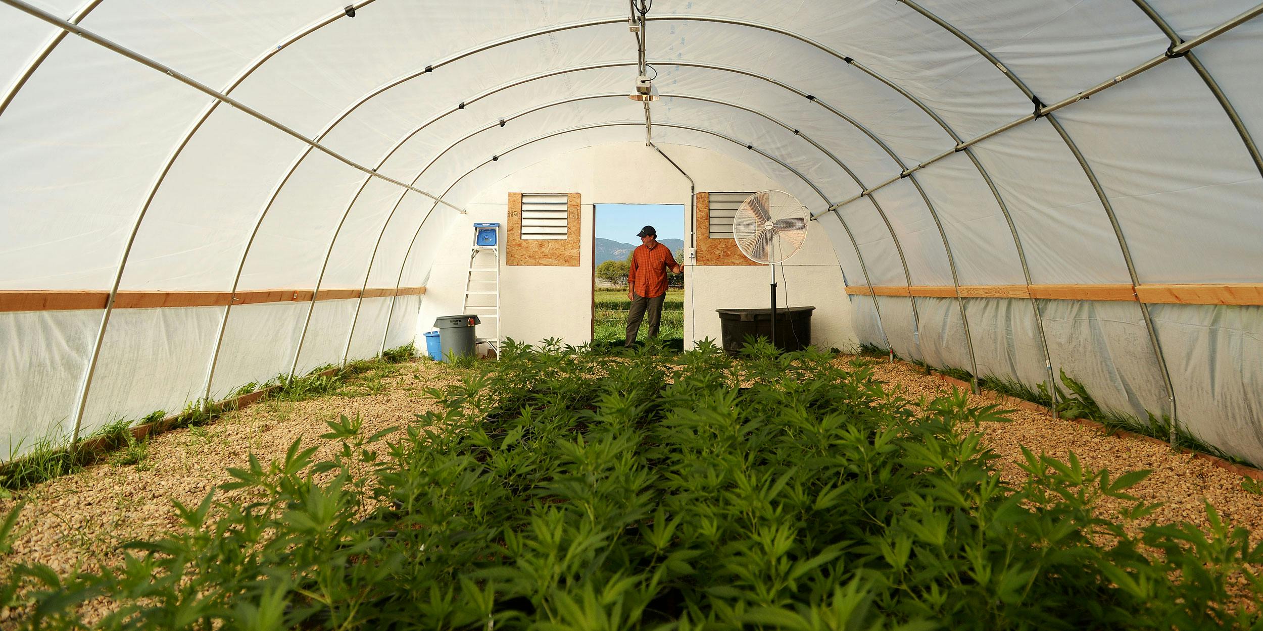 Senate Passes Promising Resolution For Hemp Legalization